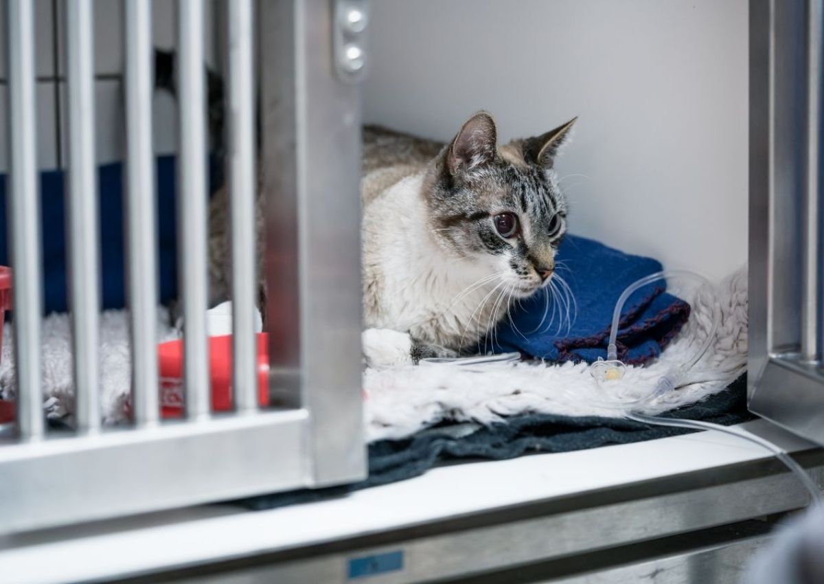 Injured cat receiving treatment Shih Tzu veterinary visit